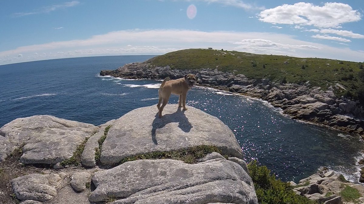Hubble_BTerrier's tweet image. Today&apos;s hike was on #DuncansCoveTrail along our beautiful coastline. Nova Scotia is called Canada&apos;s Ocean Playground for good reason. 😃 #BTPosse #HubbleCam #Hubblevision #NSTrails #RockOn