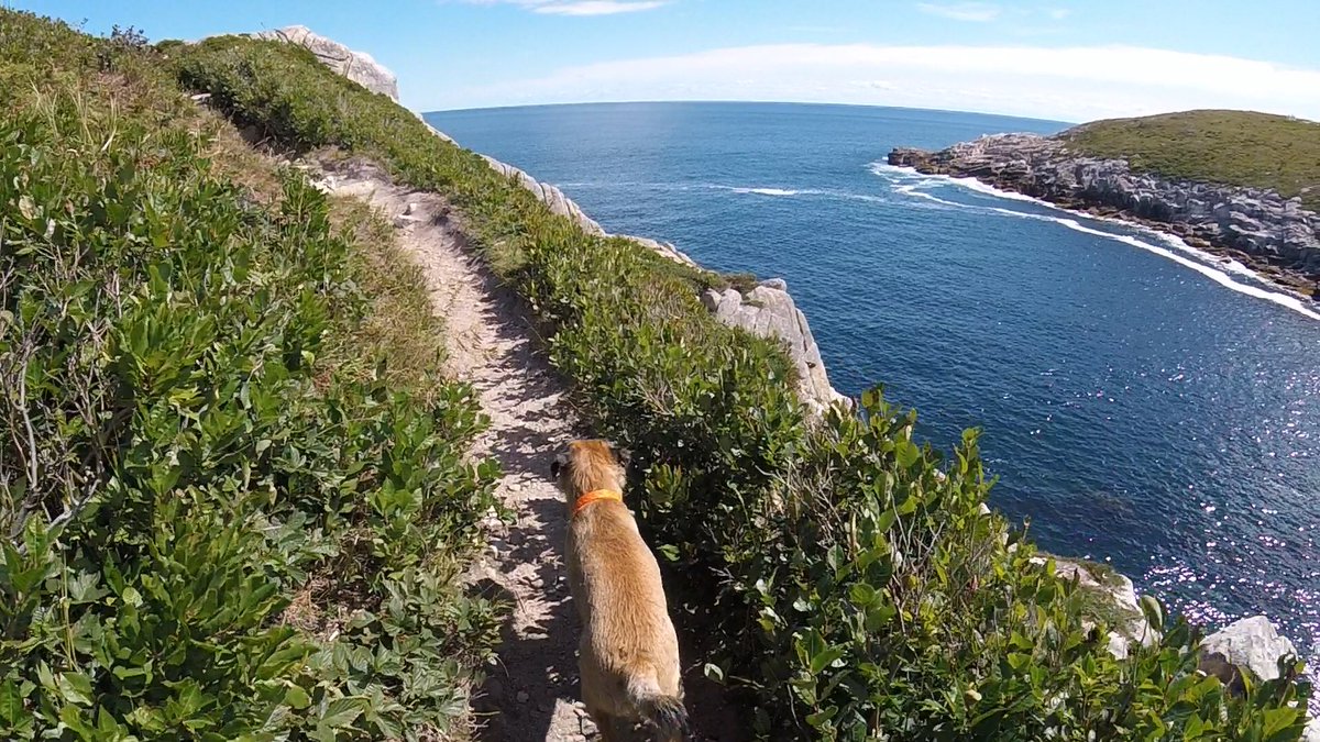Hubble_BTerrier's tweet image. Today&apos;s hike was on #DuncansCoveTrail along our beautiful coastline. Nova Scotia is called Canada&apos;s Ocean Playground for good reason. 😃 #BTPosse #HubbleCam #Hubblevision #NSTrails #RockOn