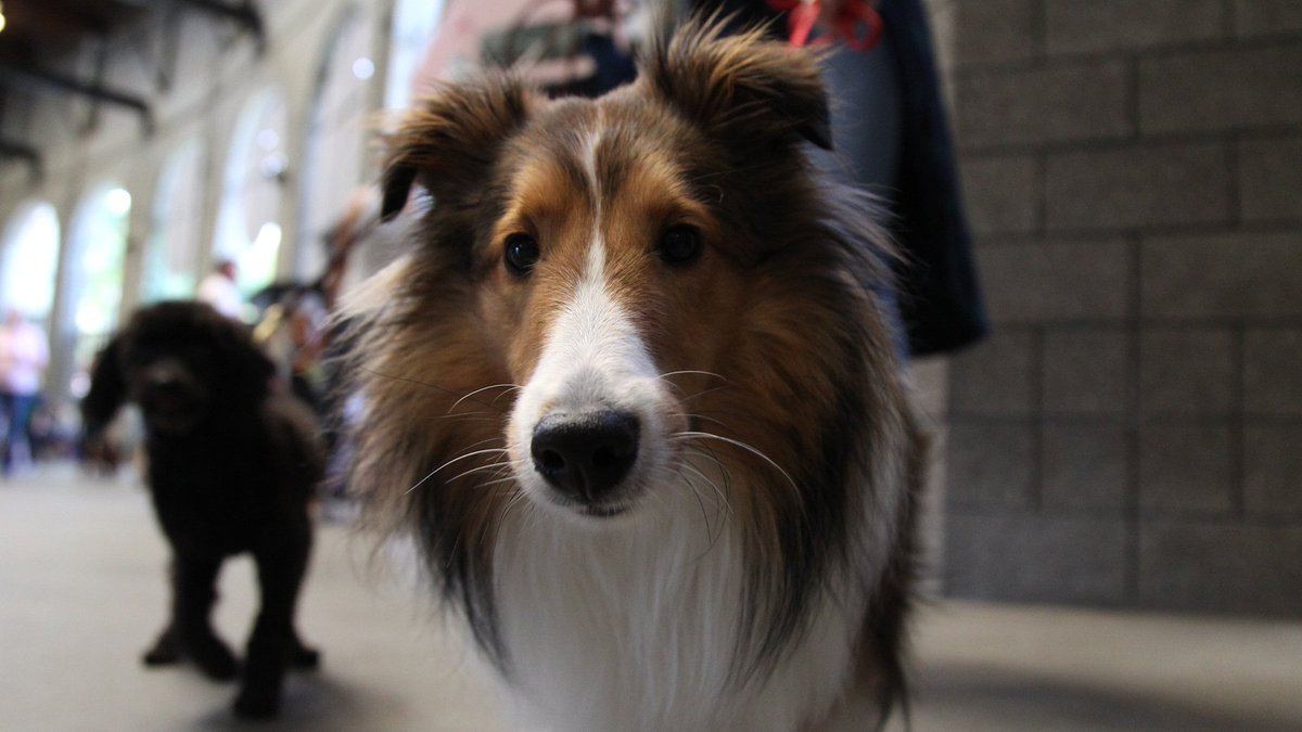 TimbersFC2's tweet photo. If you're joining us today at @ProvidencePark_ for #BarkInThePark, share pics of your 🐶 with #t2pups! #t2fc #PORvTUL https://t.co/hqqsLiC7yC