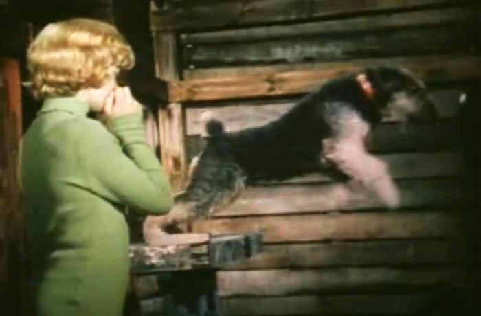 приключения электроника гараж сыроежкина. собака в фильме приключения электроника. эрдельтерьер чингиз рэсси собака. приключение электроника собака песня. приключение электроника собака песня.