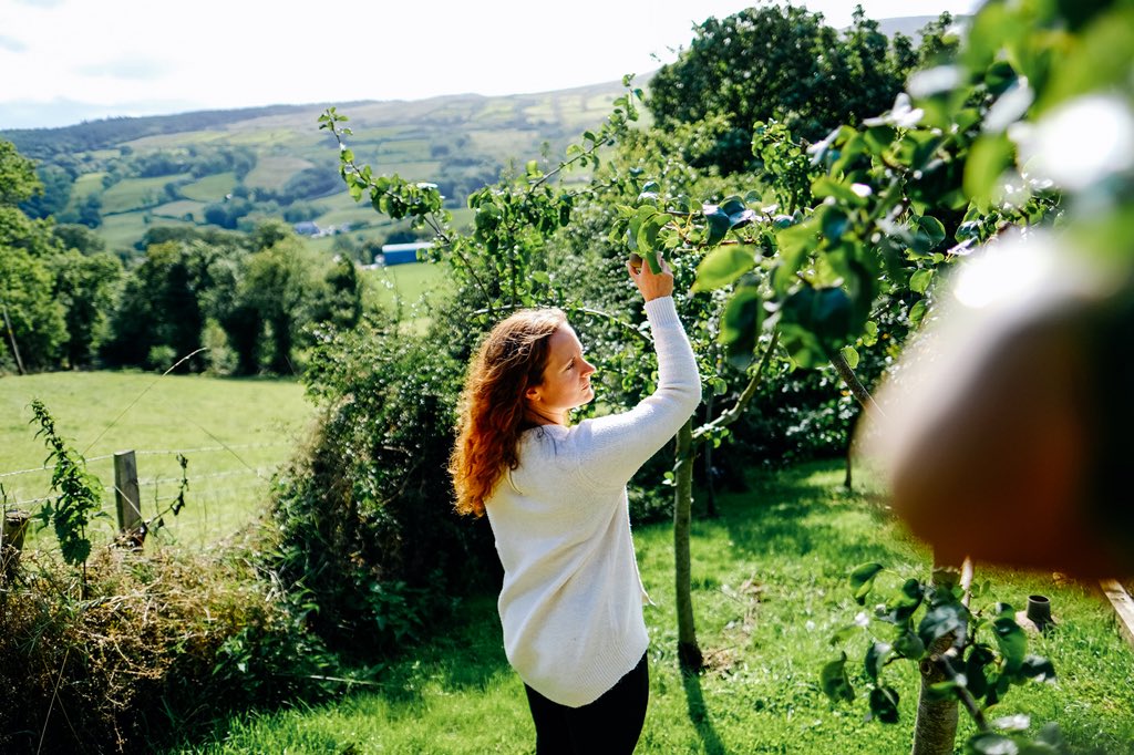 Beautiful #autumn #sunshine helping our #pears ripen. #fourseasonsatjockiesglen #fourseasons #seasons 🍂 🍁 
📷 Islander Visual