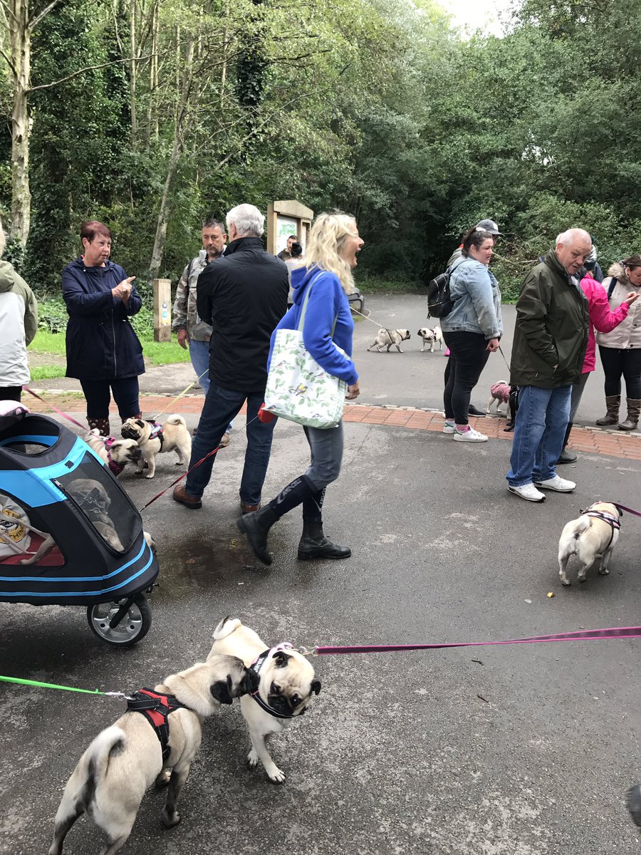 ThingPug's tweet photo. Good turn out! Great walk guy 🐶 #PugsOfInstagram #pugs #Manchester #dogwalk https://t.co/066RiK5zEq