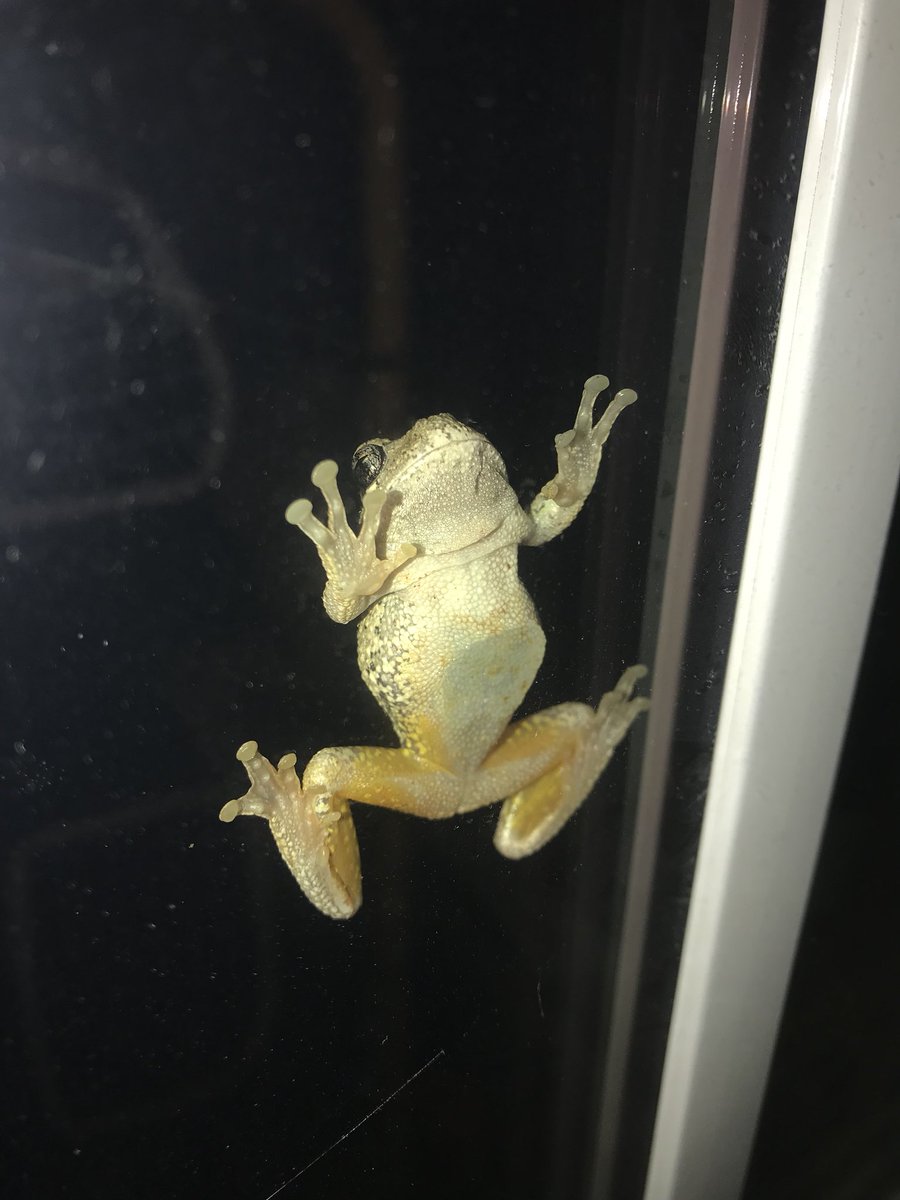 cukovecki_s's tweet image. A new friend tonight. I ❤️ seeing these little guys around the house!  Keep eating those bugs &amp;amp; spiders big guy!!! #signofagreatecosystem #bugkiller