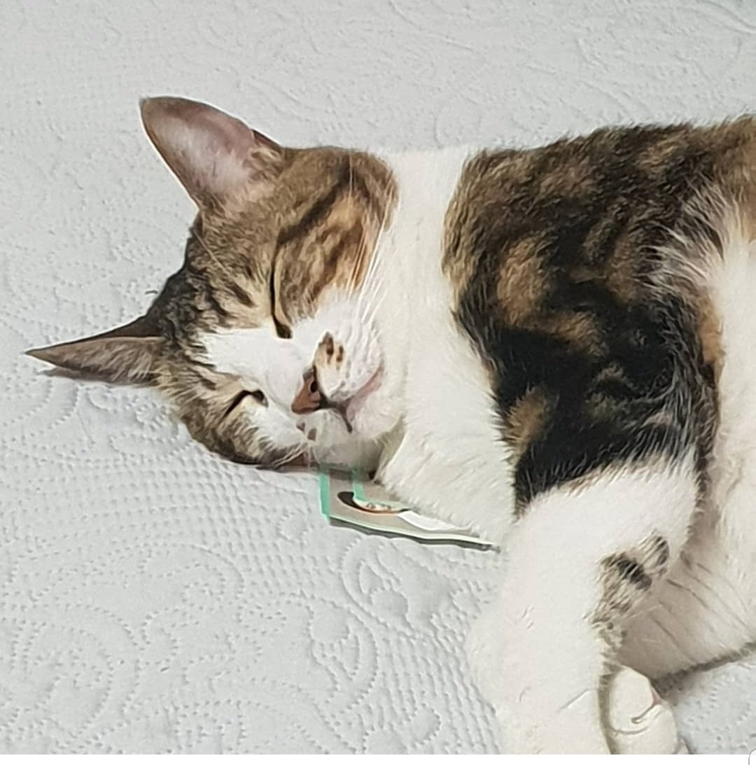 Homme_info_bot's tweet photo. 9. 오성탁은 고양이 알레르기가 있다고한다. 다주의 집에 갈때는 어떻게 할까? https://t.co/JKQuYs8Xzr