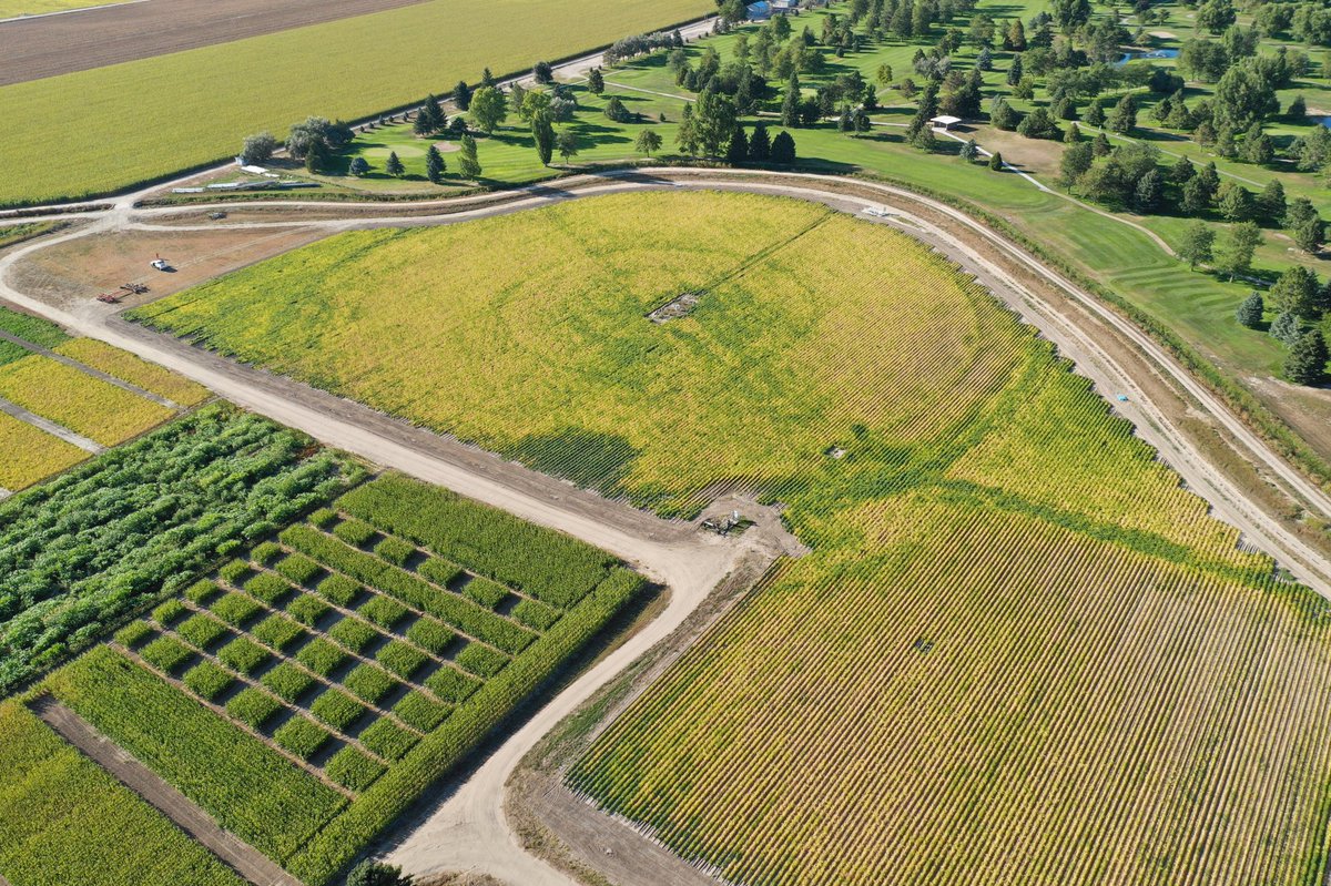 Aerial photo of newest installed SDI field at PHREC. You can still see tracks of old pivot.