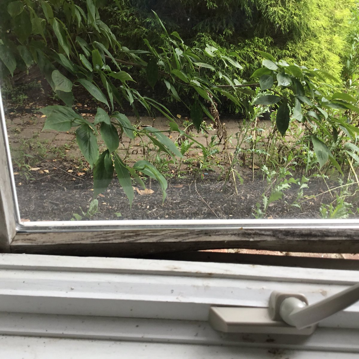 EzekielFleming1's tweet photo. @Pella_News @BBBNESDKSIA Pella Windows are poor quality Windows and there customer service is joke I wasted $8000.00 BUY Anderson Windows...! https://t.co/vbQ1rQWtu4