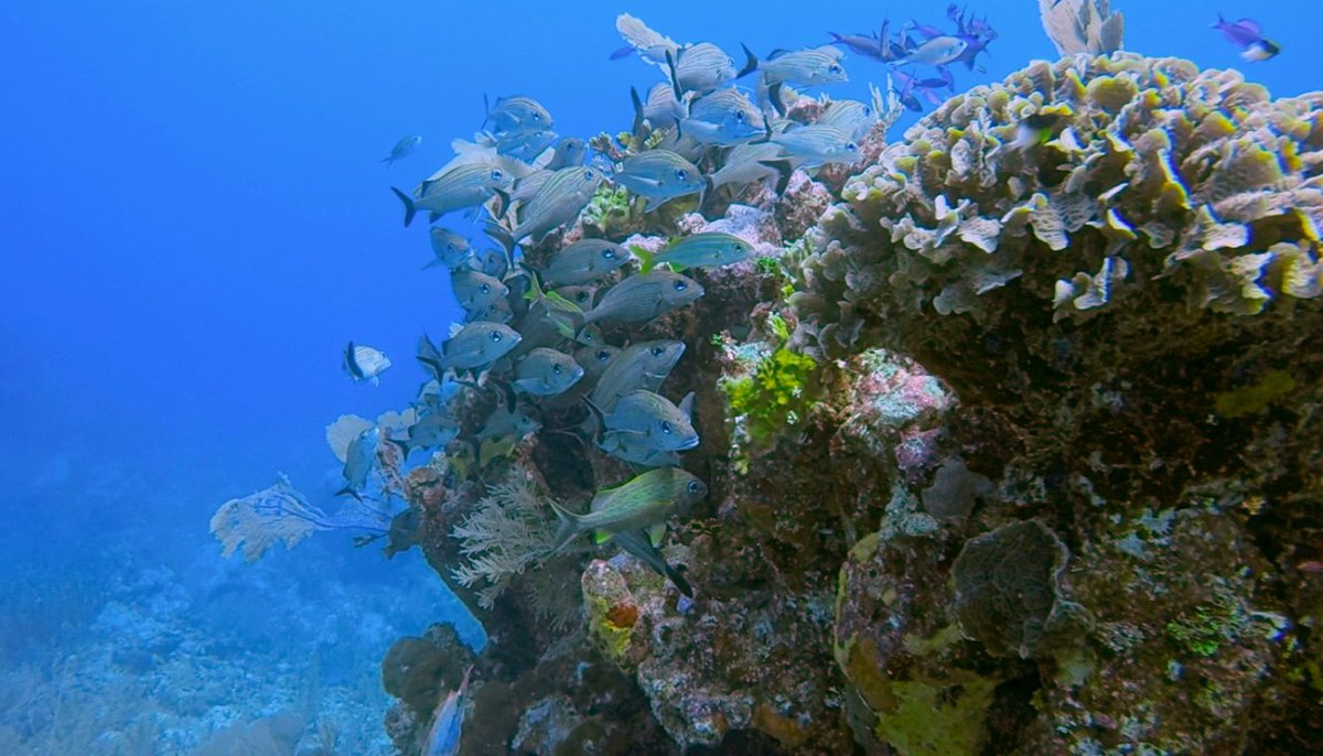 LocoGringoCom's tweet photo. The Nature Conservancy, in partnership with the State Government of Quintana Roo has created a first-of-its-kind system that will protect the reef https://t.co/6V5b8w9bBM https://t.co/rISXwmOnCQ