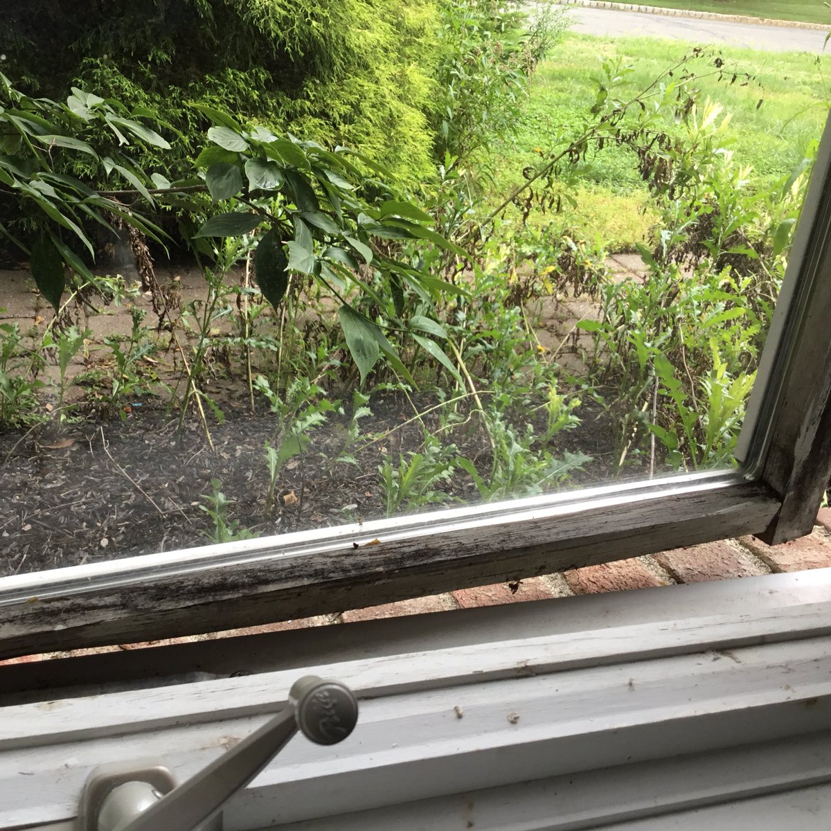 EzekielFleming1's tweet photo. @Pella_News @BBCWorld @adcnew Pella Windows are poor quality Windows and there customer service is joke I wasted $8000.00 BUY Anderson Windows...! https://t.co/4XaPJrNF0o