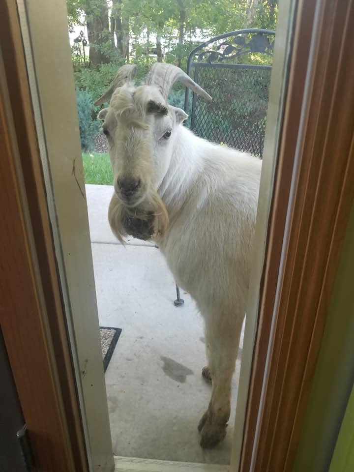 IGH-Police tweet media