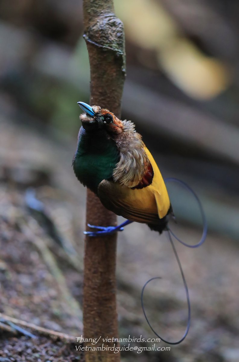 Magnificent bird-of-paradise #overseabirding <a href="/thangbirdguide/">Vietnam birding</a> #westpapua