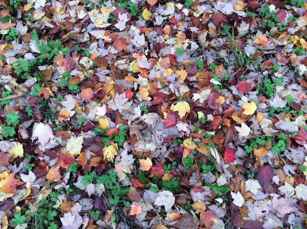 The LEAFLADY sitting on a mossy stump, me sitting in that portal that Lana &amp; Jmo flew outta. Remember that episode?