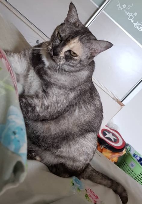 1D_dharini99's tweet photo. When you need to get to an 8am lecture and you haven’t had breakfast 
#meme #cats #CatsOfTwitter #Caturday https://t.co/CMMW4k4Rrp