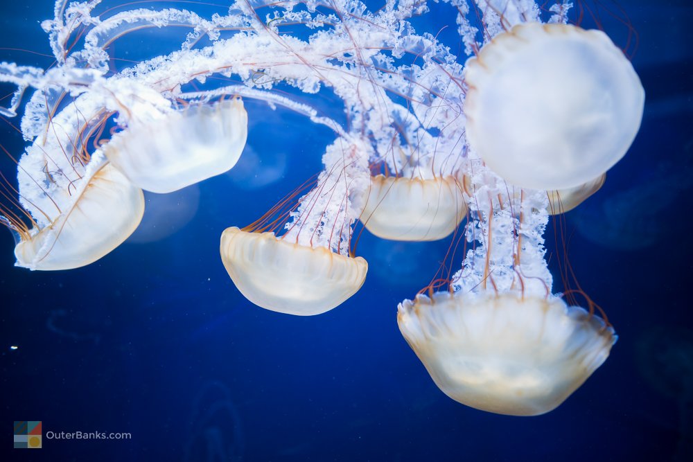 OuterBankscom's tweet image. Jellyfish dive at the NC Aquarium #obx #outerbanks ow.ly/4bkW30kGXf0