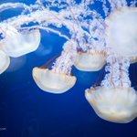 Photo by OuterBanks.com (@OuterBankscom)