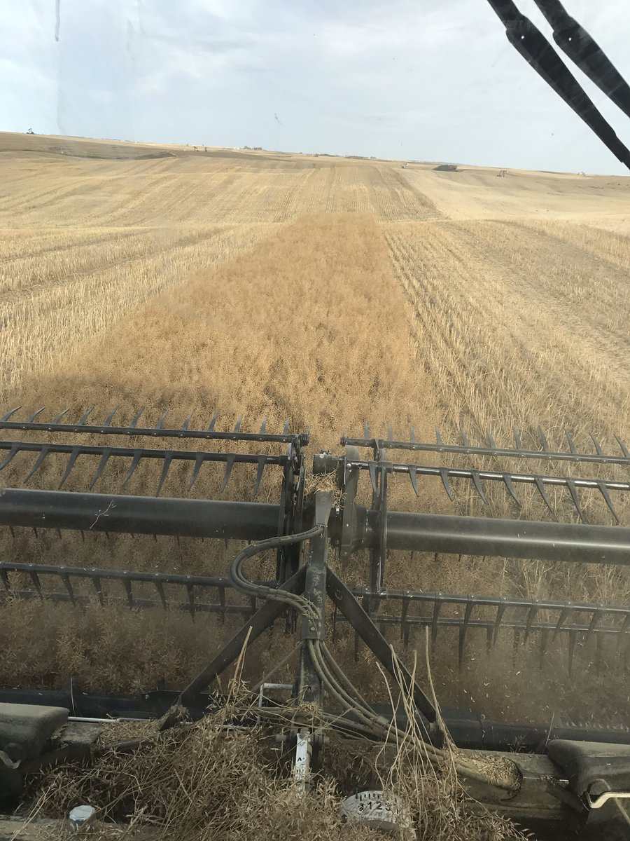 riviereagseeds's tweet photo. #harvest18 is in the bin, thanks to everyone who helped out....#clean18 is next https://t.co/QqHg8pawm5