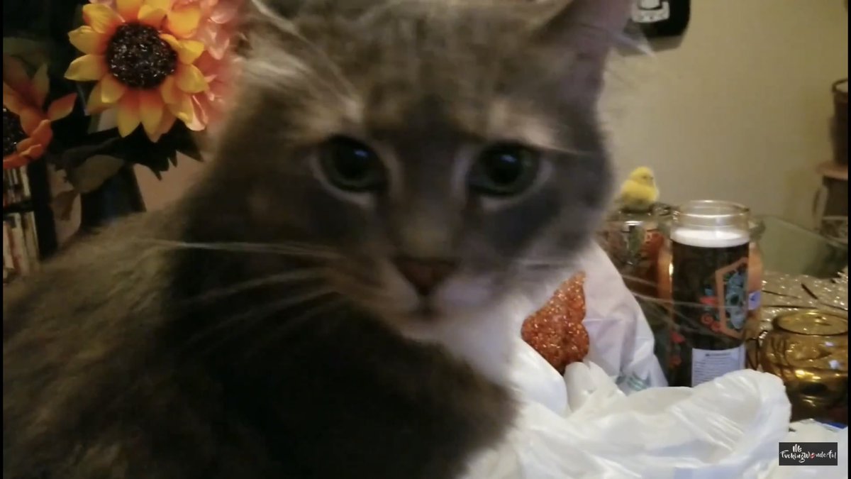 callmeLangley's tweet image. #baba Still #notBothered with your decorations GO CHECK THEM OUT! youtu.be/x9nbMCkjkx0 @ConQuesoPeso