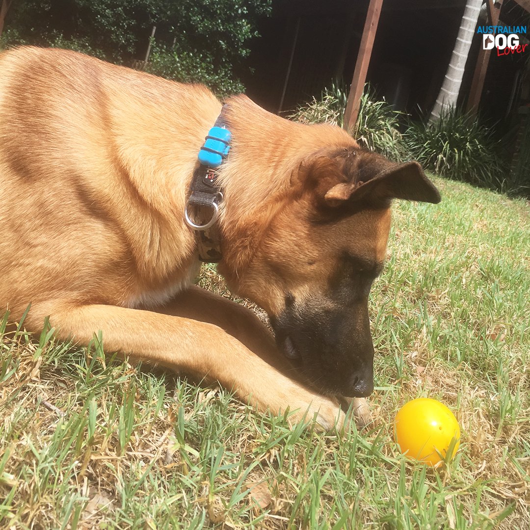 OzDogLover's tweet photo. If your #dog spends many hours alone every day, provide lots of #dogtoys and rotate them daily to keep him stimulated and out of mischief!
Time to replenish your toy box? 

"Top 12 #BoredomBusters for #Dogs" 👉https://t.co/o54diUd58y https://t.co/7Mg4Fu8SN7