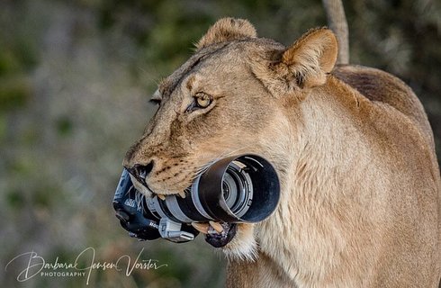 joysafaribay's tweet photo. What happened to Barbara who dropped a Canon 7D in front of lion group --> https://t.co/CPIduRy2VH https://t.co/JxbEfpoQga