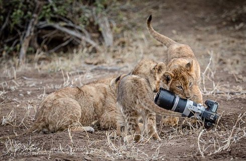 joysafaribay's tweet photo. What happened to Barbara who dropped a Canon 7D in front of lion group --> https://t.co/CPIduRy2VH https://t.co/JxbEfpoQga
