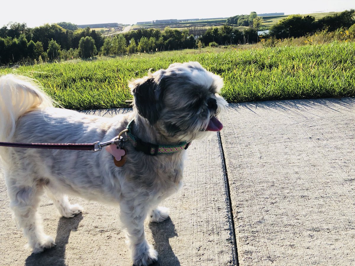 KellyCalderone's tweet photo. Gorgeous weather on this eveningโs walk ๐พ Just had to capture some sunny photos โ๏ธ #eveningwalk #pupsonawalk #itfeelslikefall https://t.co/id9EVgCo6I