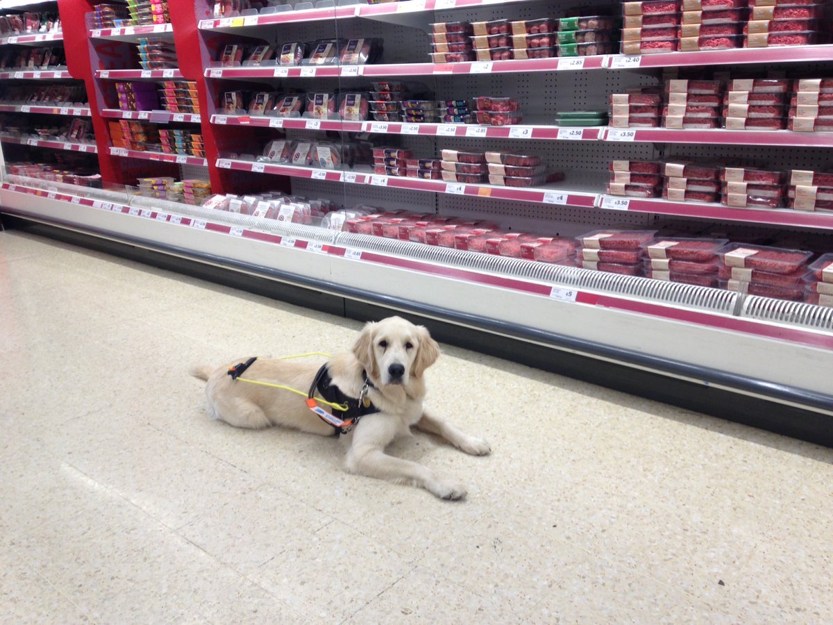 JK_GDT's tweet photo. All dogs successfully moved on to advanced @guidedogs  training with @ReadingGuideDog mobility team. Now for a two week break before starting all over again with the next intake of baby dogs! Good luck with advanced training my boys! Miss you already! https://t.co/gNKjKTUv6I