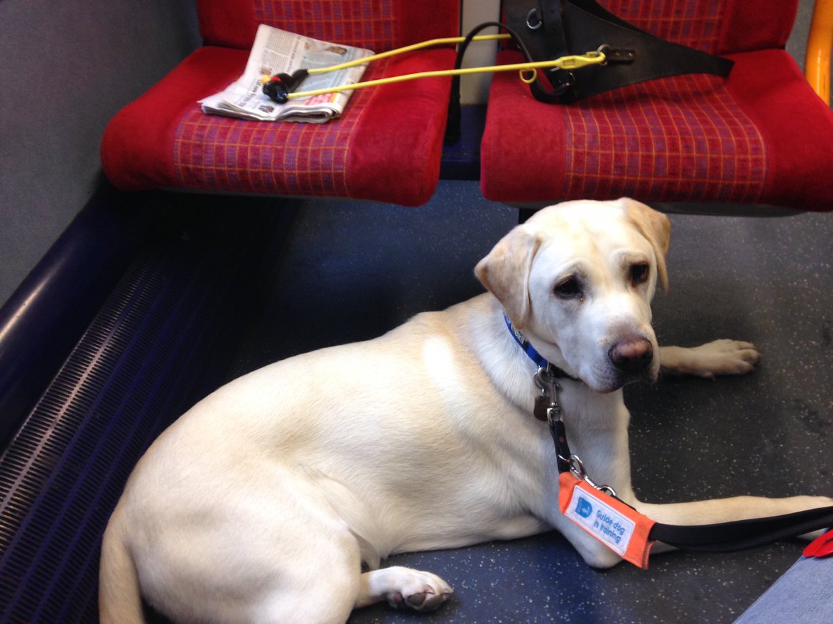 JK_GDT's tweet photo. All dogs successfully moved on to advanced @guidedogs  training with @ReadingGuideDog mobility team. Now for a two week break before starting all over again with the next intake of baby dogs! Good luck with advanced training my boys! Miss you already! https://t.co/gNKjKTUv6I