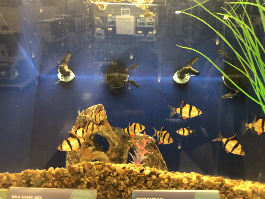 sharks for sale at petsmart