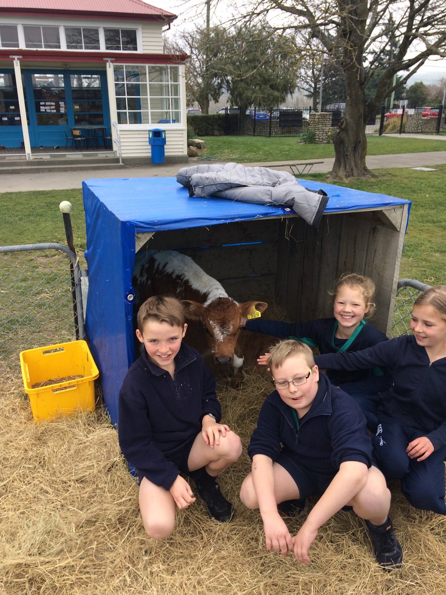 sheffieldpeak's tweet photo. The Year 6 team have given the calves a fresh and clean upgrade in their pens. Thanks to Richard Bull for generously donating a big bale of hay for the upgrade.
The calves greatly appreciate it!!! https://t.co/MJpPNld2GO