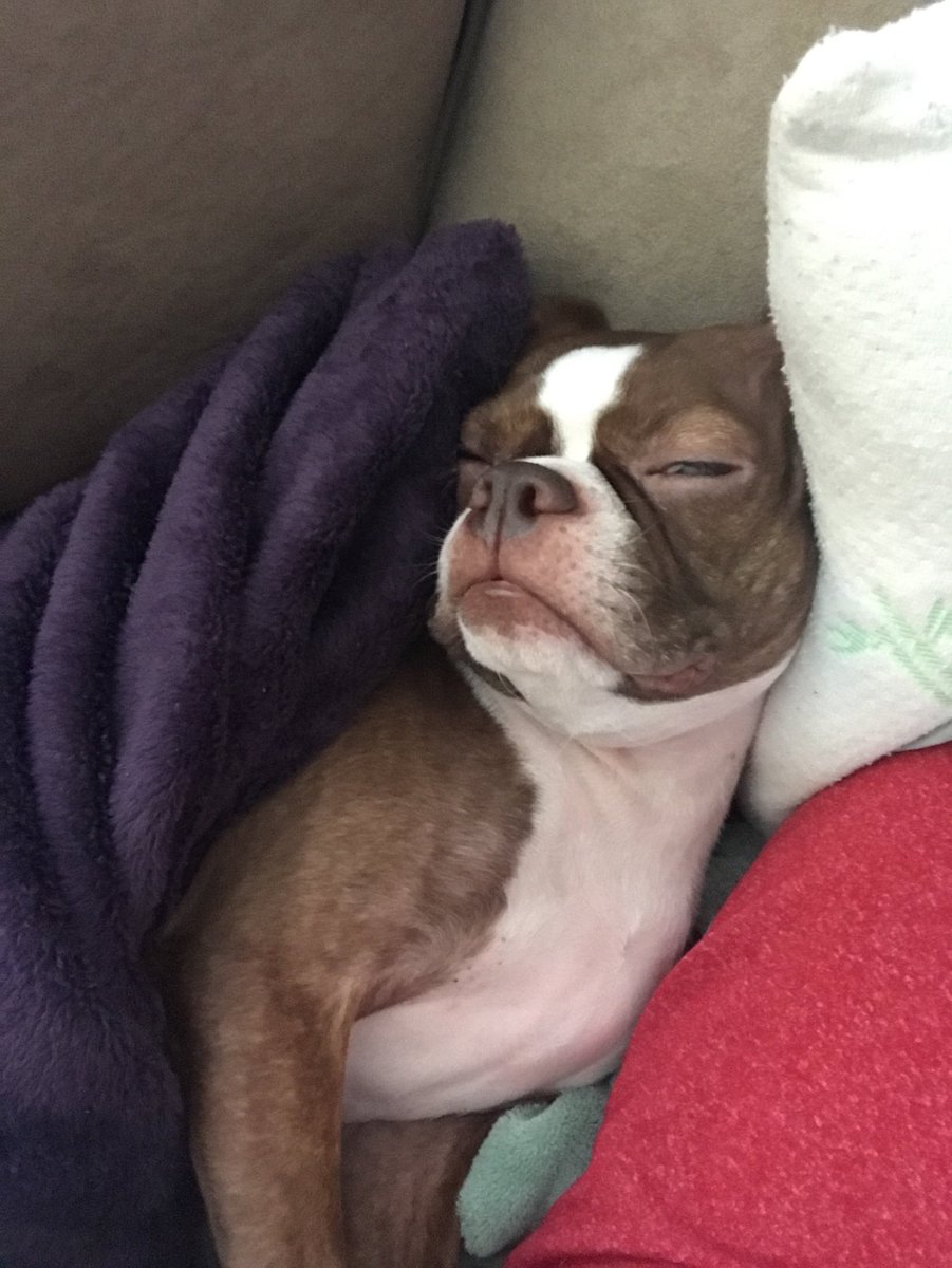 alinlightened's tweet photo. She’s been equally happy with the #couchweekend https://t.co/7lqvVOMWSM
