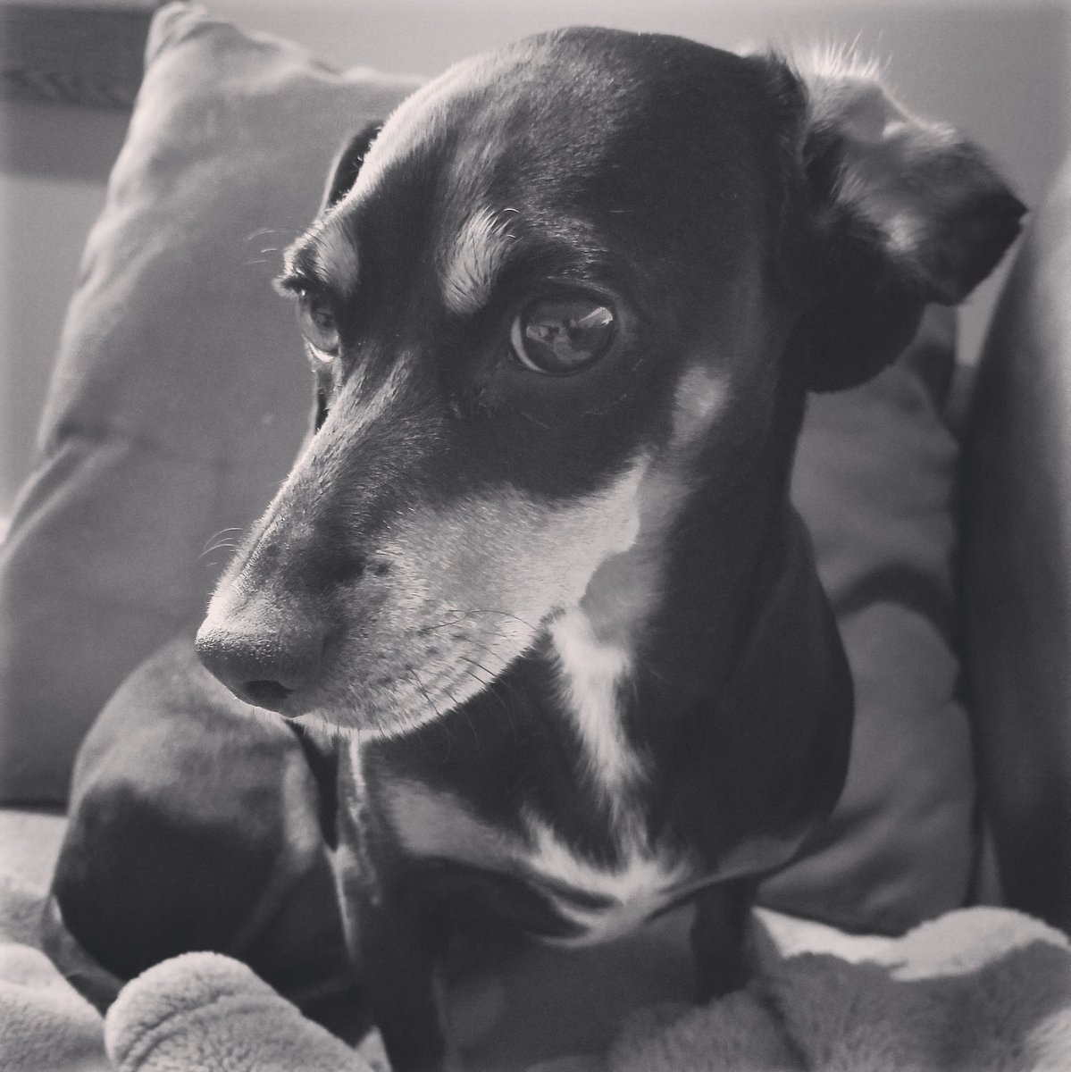 Fur_Food_Travel's tweet image. I do not restore back to factory default settings #FloppyEars #NotDefault #FactoryDefault #Floppy #Ears #Cut #Fur #Dachshund #DachshundsOfInstagram #DoxiesOfInstagram #Doxie #Dachshund_Feature #DachshundLove #Dog #FosterDog #AdoptDontShop @denverdachshunds @myspivey