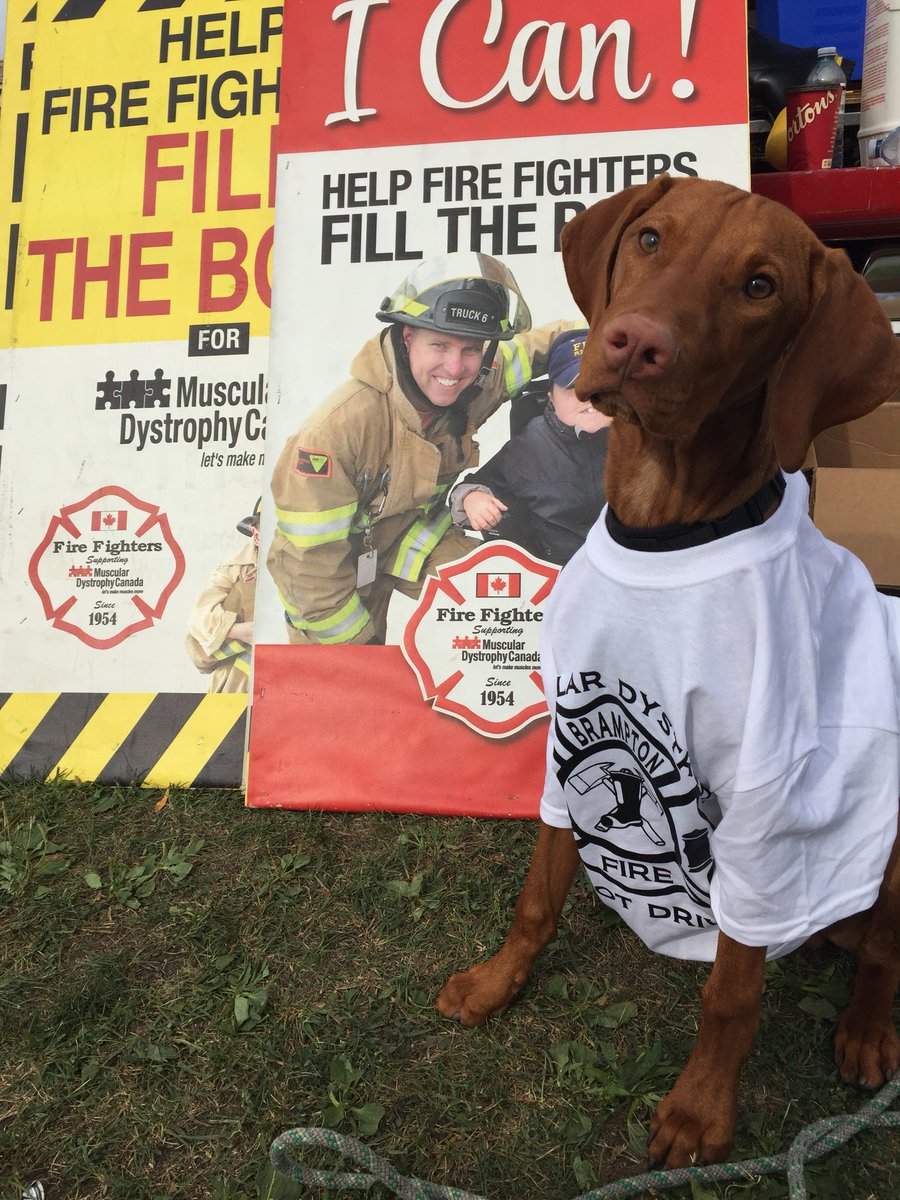 BFDBootDrive's tweet photo. What a weekend! Thank you for all the very generous donations and a huge thank you to all the volunteers and firefighters who helped raise money for @MD_Canada! Total amount raised will be announced this week. @BmptGuardian @BramptonFireES @BPFFA1068 @LindaJeffrey @BoyesWilliam https://t.co/Q0MOaE7ZkP