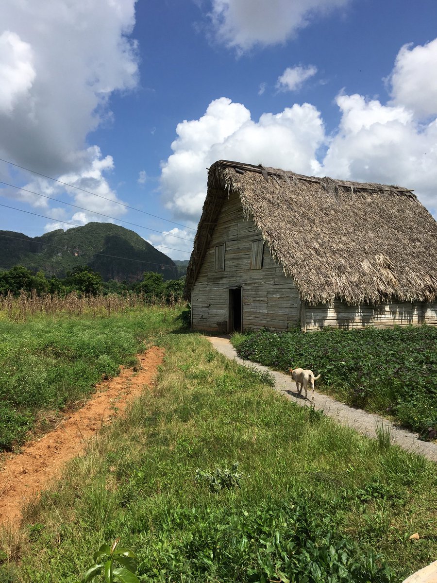 FugGarWe's tweet photo. This #tobacco drying house in #Vinales reminds me of an old oil #painting from back in time. #cuba #fuggarwe #wandertheworld #cubancigar #dog #banfe #wanderwithme https://t.co/KA9dW8ekYh