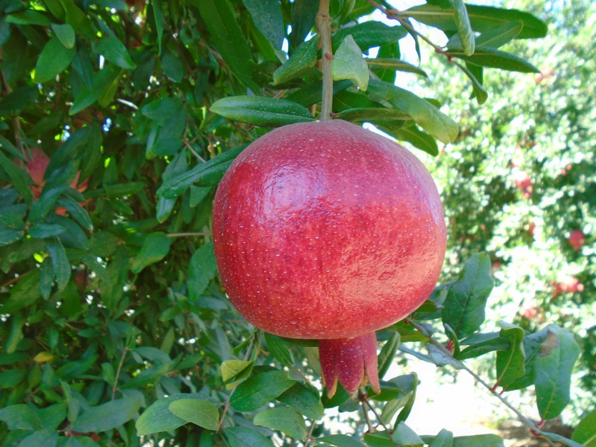 SimonianFruit's tweet photo. Early Wonderful variety pomegranates will start in 1 week! #SFC #SIMCO #SimonianFruit #Nacirema #EarlyWonderfulPomegranates #EarlyWonderful #CaliforniaPomegranates #FallFruit #PomegranateSeason #CentralValley #SanJoaquinValley #California #September #PomegranateExperts https://t.co/lAMHyF0MiJ