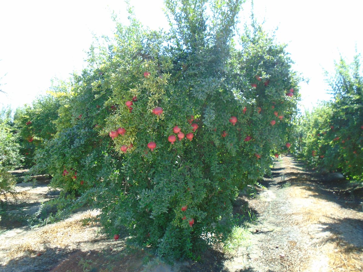 SimonianFruit's tweet photo. Early Wonderful variety pomegranates will start in 1 week! #SFC #SIMCO #SimonianFruit #Nacirema #EarlyWonderfulPomegranates #EarlyWonderful #CaliforniaPomegranates #FallFruit #PomegranateSeason #CentralValley #SanJoaquinValley #California #September #PomegranateExperts https://t.co/lAMHyF0MiJ