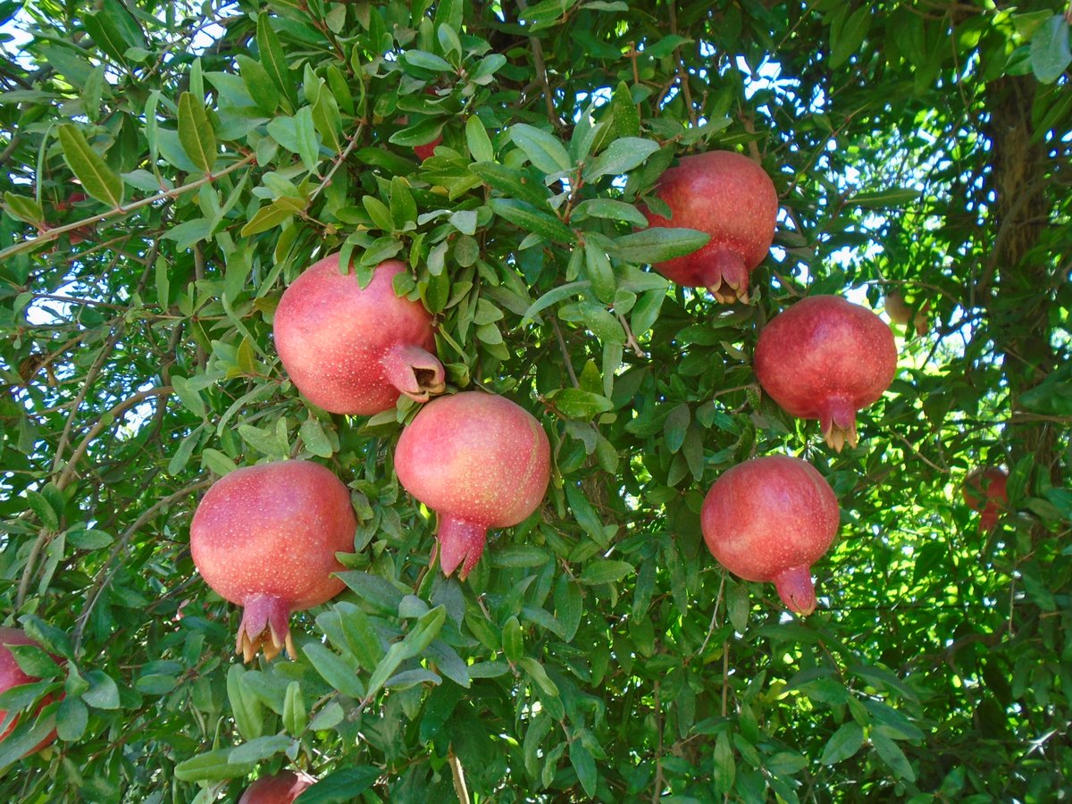 SimonianFruit's tweet photo. Early Wonderful variety pomegranates will start in 1 week! #SFC #SIMCO #SimonianFruit #Nacirema #EarlyWonderfulPomegranates #EarlyWonderful #CaliforniaPomegranates #FallFruit #PomegranateSeason #CentralValley #SanJoaquinValley #California #September #PomegranateExperts https://t.co/lAMHyF0MiJ