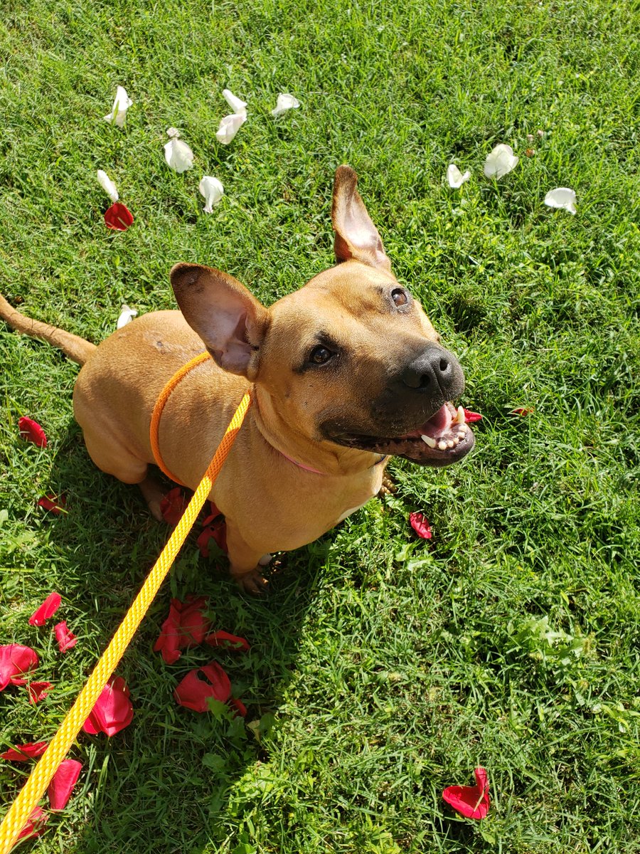 Adelle would love to find a foster or forever home. Go check out this beautiful girl and many others at beautiesandbeasts.org