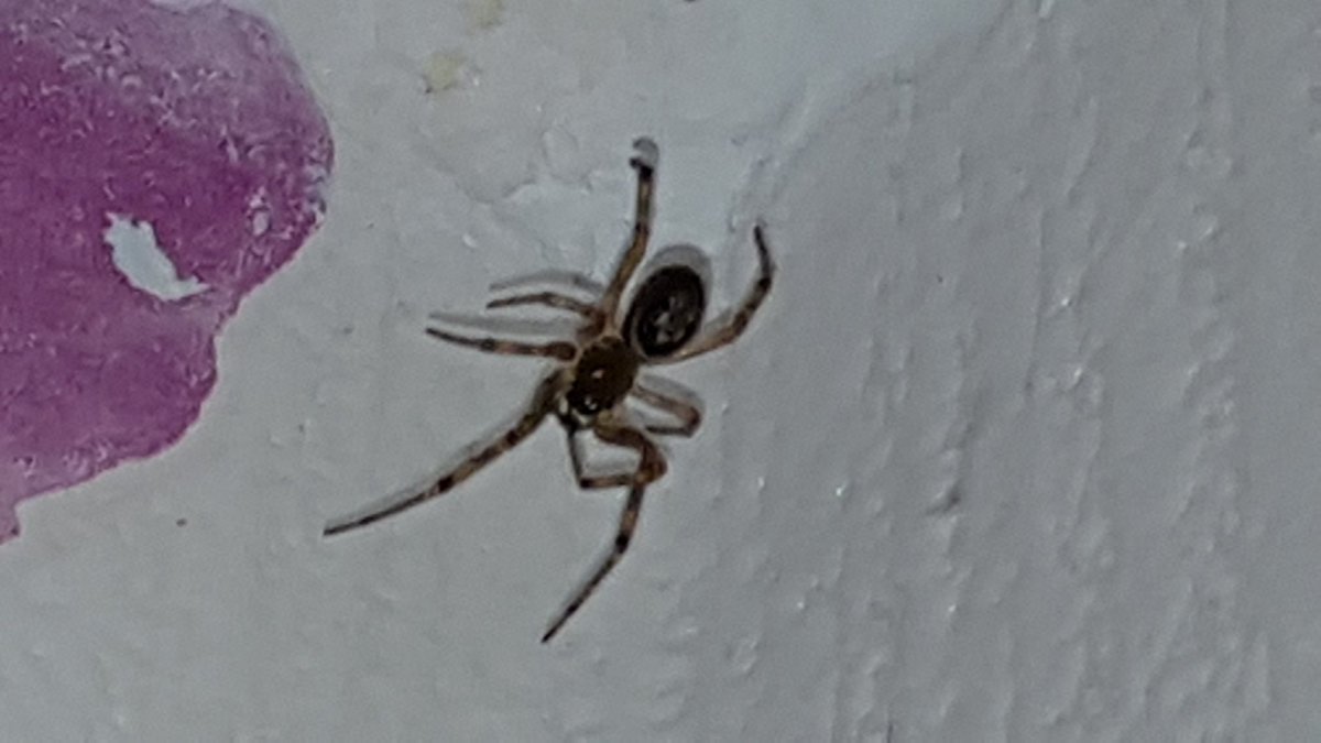 FifTheBrief's tweet photo. @falsewidows  Male false widow spider seen in B&amp;B in Newquay 0120 this morning in the inside corner of the bedroom! Pleasingly... https://t.co/szxR2xfya8