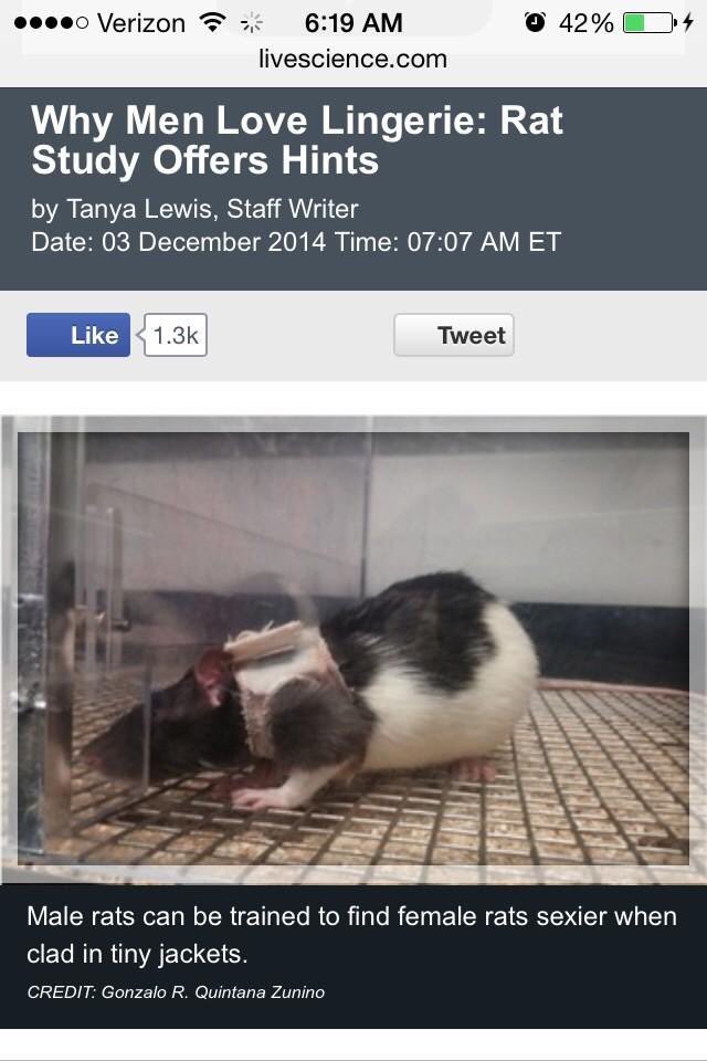 Iazyboy's tweet photo. where my sexy rats at? https://t.co/EAPwMkPnZd