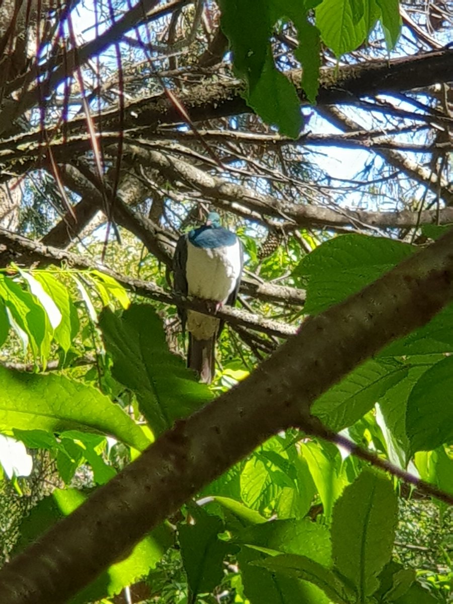 rubysu69's tweet image. The mighty Kereru x Aatahua x Beautiful

Snapped at the Oropi Mountain Bike Trail in Pyes Pa.... @BayofPlentyNZ #nativebird #newzealanbush #precious #solucky