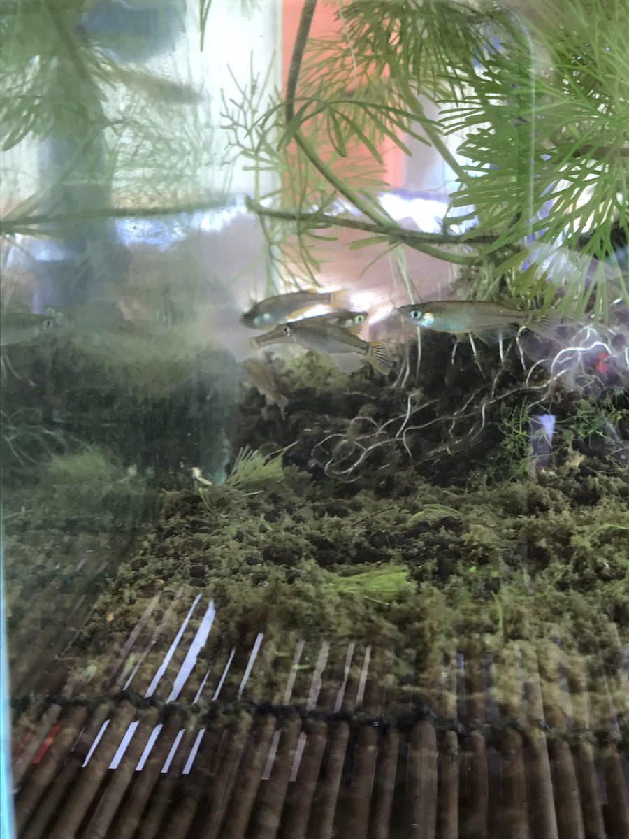 月曜から夜遊び