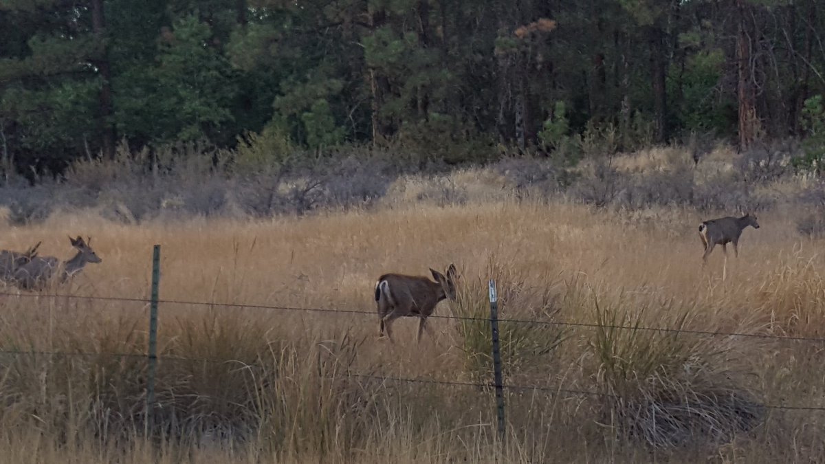 3 little bucks, see you next year.....