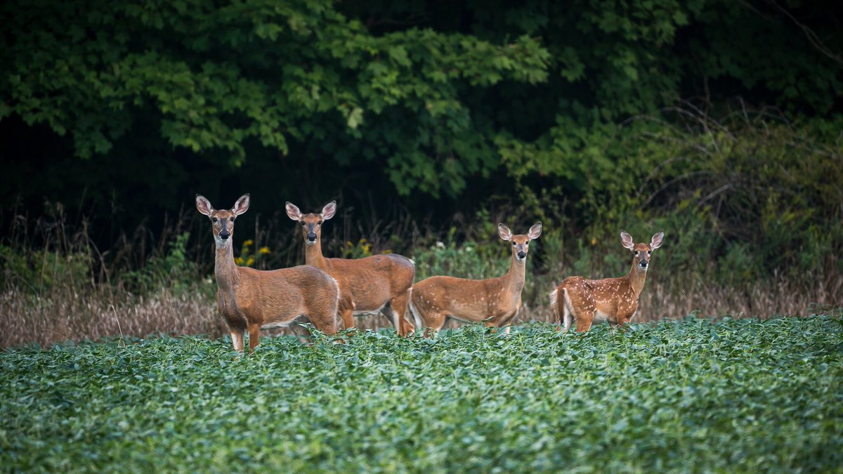 MCTProductions_'s tweet image. Family dinner time!

#hunting #deer #field #hungry #food