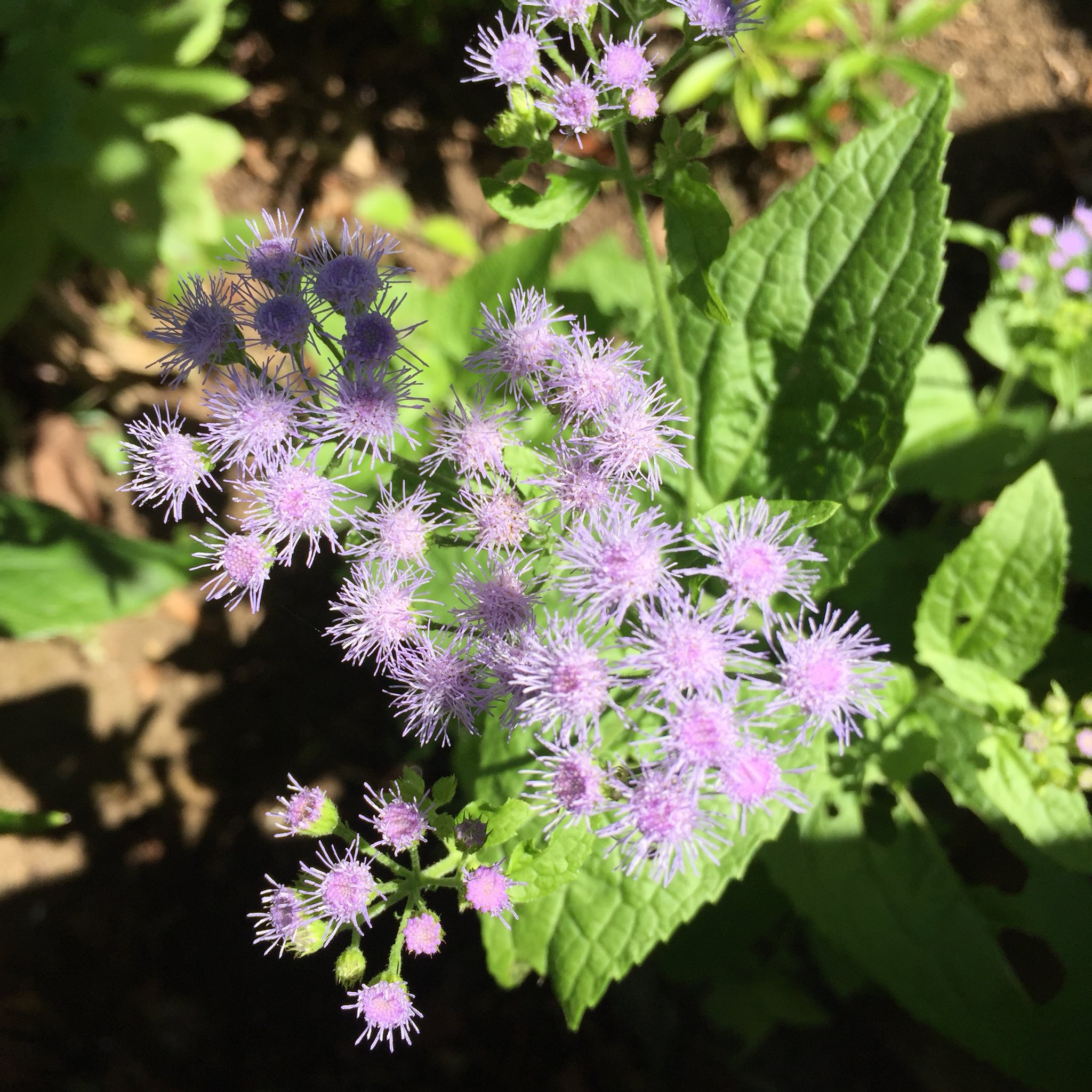 Masashi 在 Twitter 上 おそらくユーパトリウム 確かではありませんが Probably Conoclinium Coelestinum But Not Sure ユーパトリウム 花 小さい花 紫の花 夏 9月 暑い 晴れ 日差し Conoclinium Flower Littleflower Purpleflower Blume