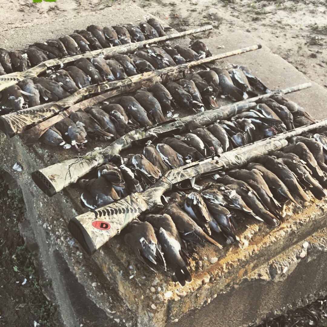 Kp_Pasket's tweet photo. First blood of 2018! Always fun to kick the season off with limits of dove birds! Two prominent weekends of dove hunting! I had an exceptional time with some of my best friends making everlasting memories! https://t.co/osaDu3n8SN