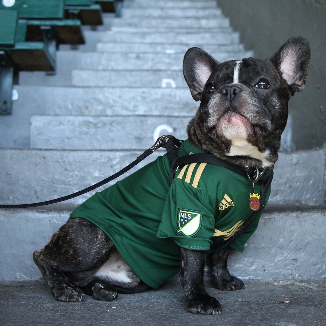 TimbersFC2's tweet photo. It was a pawsitively great day at #BarkInThePark. 

Our #t2pups → https://t.co/3Ue6OUaruv #t2fc https://t.co/8VWinhEGOk