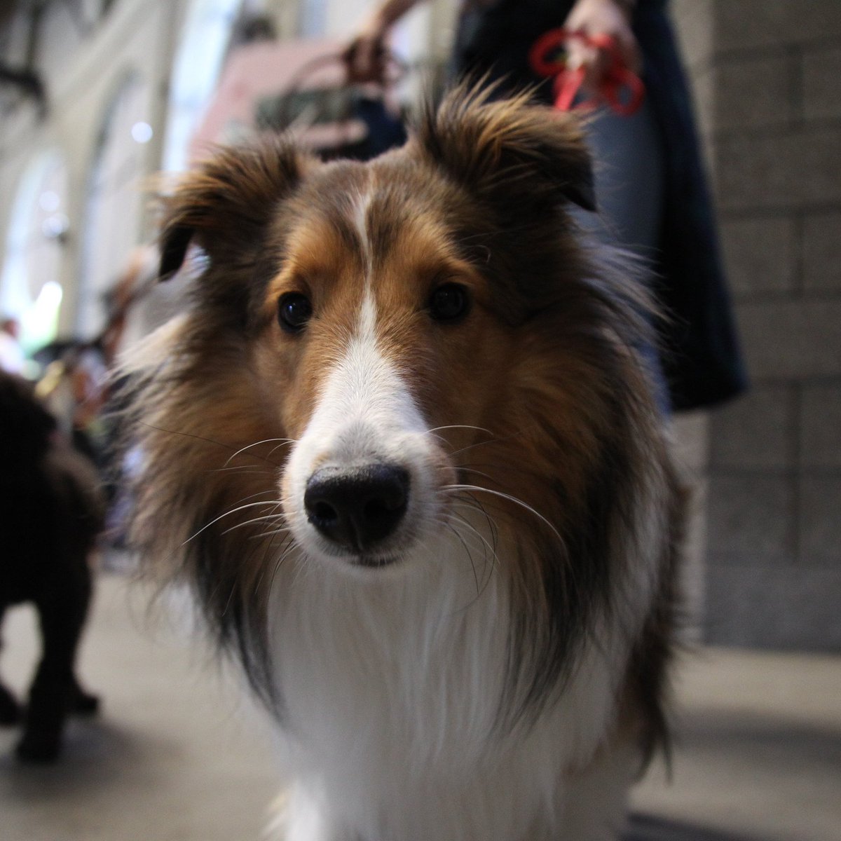 TimbersFC2's tweet photo. It was a pawsitively great day at #BarkInThePark. 

Our #t2pups → https://t.co/3Ue6OUaruv #t2fc https://t.co/8VWinhEGOk
