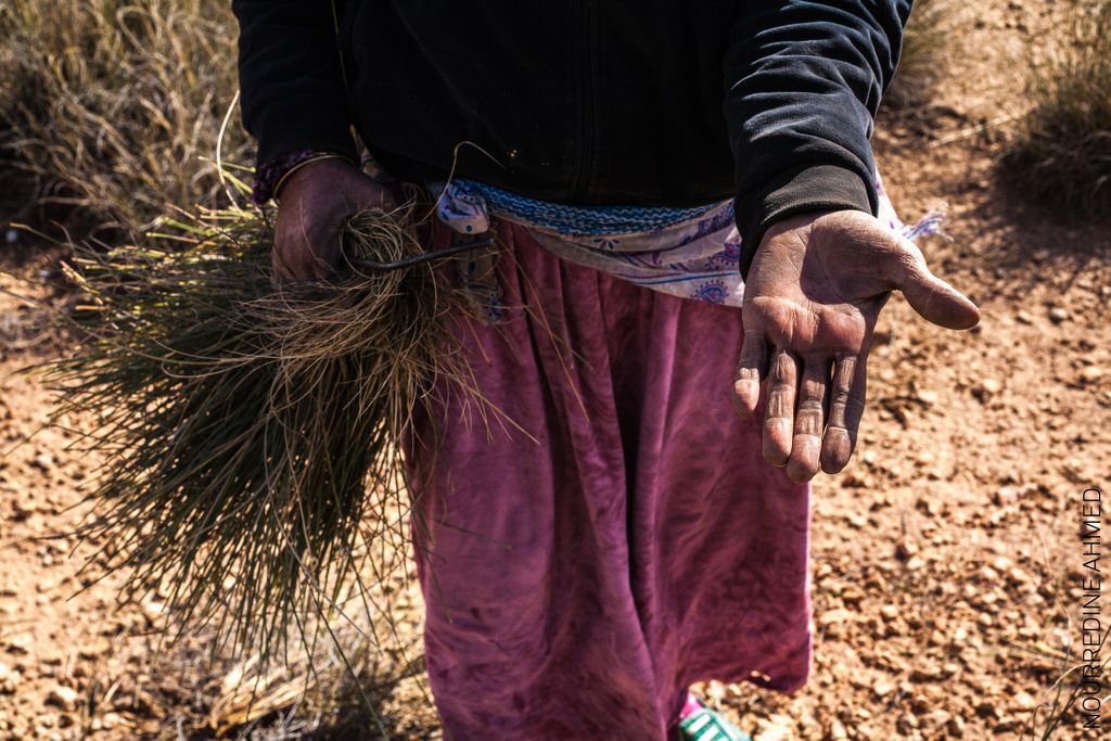 WorldPressPhoto's tweet photo. See Nourredine Ahmed's work 'Semolina and Gas' about harvesting the esparto plant: 'I witnessed the pain that this tough job causes. I’ve seen that women are working hard to provide for their families, but some of them don’t even touch their pay.' More: https://t.co/bfPmNw48Ml https://t.co/uywafvgM1h