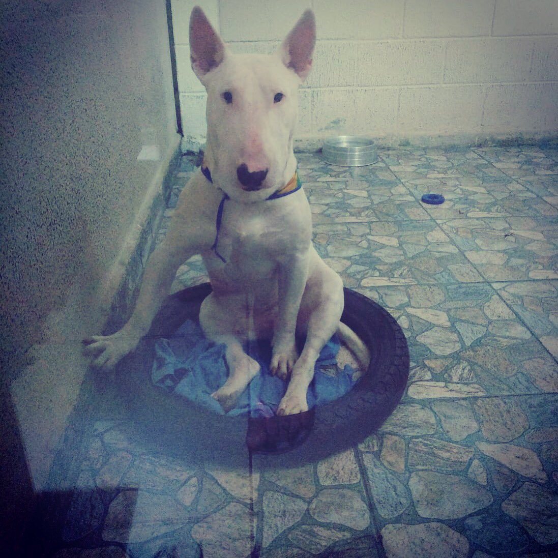 Aleksandre3's tweet photo. Meu cachorro é uma figura #SegundaDetremuraSDV #bullterrier #instabull https://t.co/F24Fb787Ha