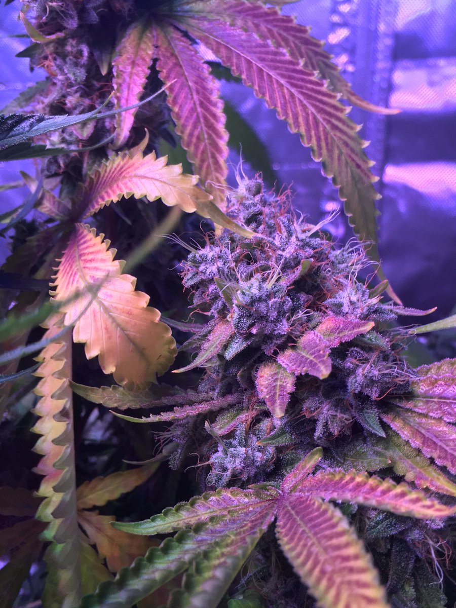 cmartin0725's tweet photo. #cornbreadOg🍞 fading to those pretty colors as always 🍁🍂🍃 ⁦@RareDankness⁩ https://t.co/0FFsv4eEvW