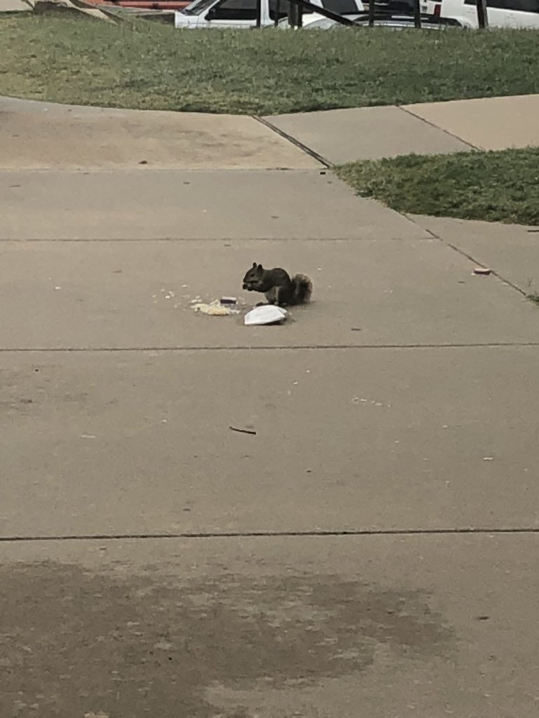 uarkground's tweet photo. it’s the ~circle of life~ and it moves us all https://t.co/t2ya4KwGcJ